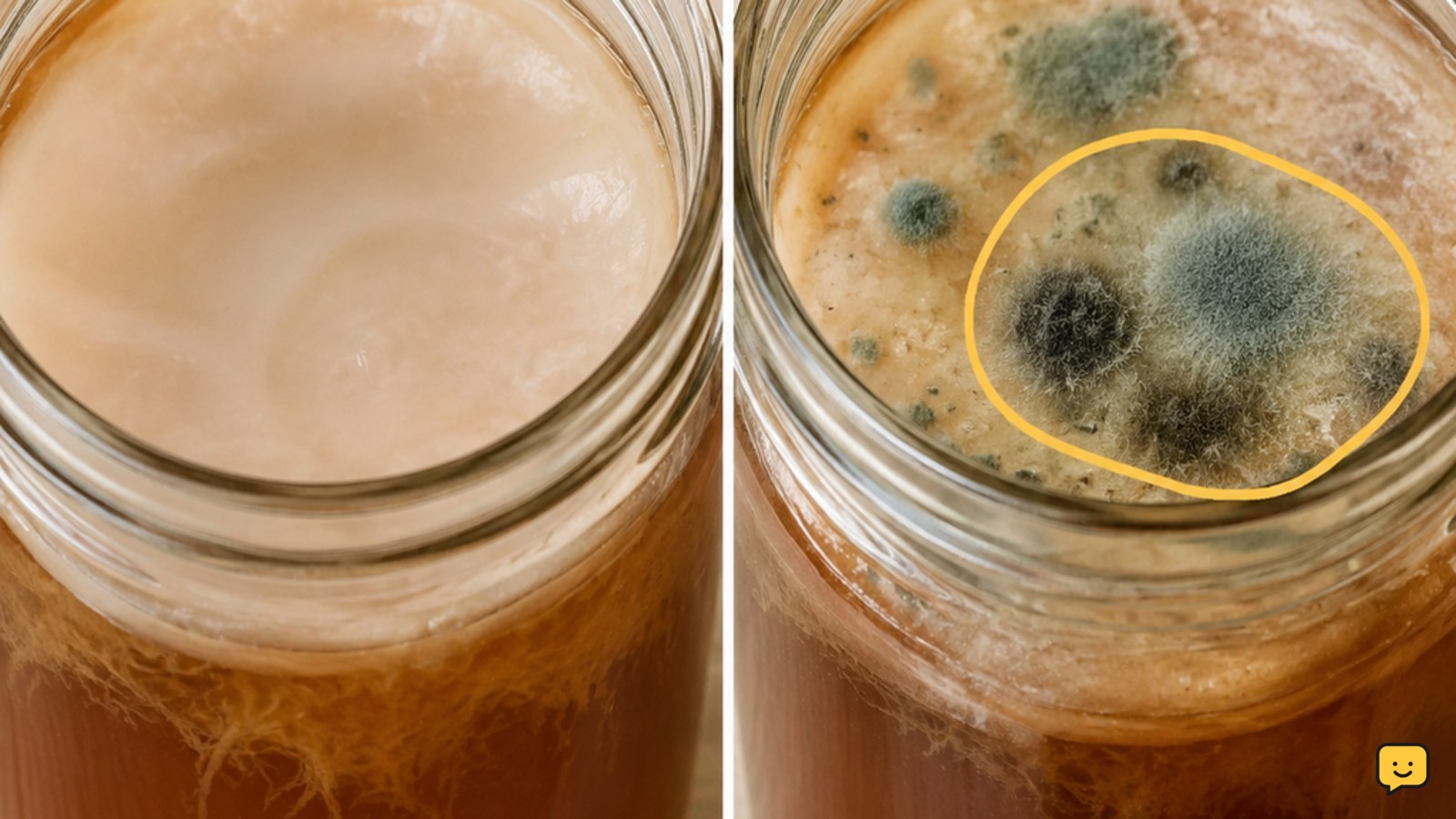 Comparison of healthy kombucha growth and fuzzy mold on the liquid surface