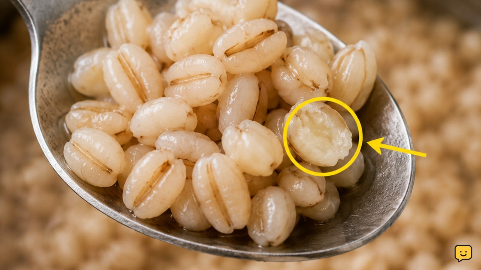 Spoon lifting cooked barley grains to check their tender chewy center
